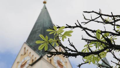 Bild: Gabi Schönberger
Die Kastanien vor der Kirche Sankt Josef in Weiden treiben aus – und das Ende September. Das hat einen bestimmten Grund.