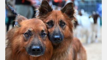 Bild: Martin Schutt/dpa
Hundeblick: Altdeutsche Hütehunde auf der Landwirtschaftsmesse "Grüne Tage Thüringen" in Erfurt.