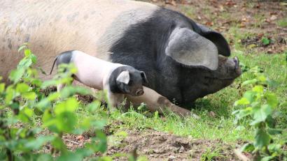 Bild: Elisabeth Götz
Schwäbisch-Hällisches Schwein im Freilandmuseum Oberpfalz.