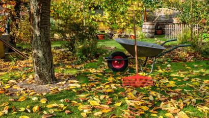 Symbolbild: Andreas Schulze – stock.adobe.com
Fallendes Herbstlaub kann nicht nur lästig im eigenen Garten sein, sondern auch für den Nachbarn.