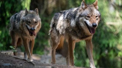 Symbolbild: Armin Weigel/dpa
Seit 1. Oktober gibt es im Landkreis Tirschenreuth offiziell das Wolfsterritorium "Hinterwald" bei Mähring. Ein Wolfspaar hat dort Anfang August Nachwuchs bekommen.