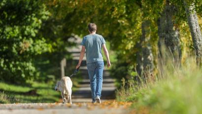 Symbolbild: Thomas Warnack/dpa
Bei Hof riss sich ein Hund wohl von der Leine los und wurde wenig später auf der Bundesstraße überfahren.