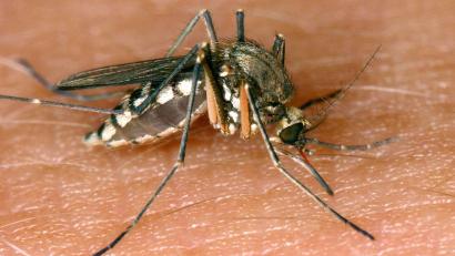 Bild: Andreas Lander/dpa-Zentralbild/dpa
Das Sindbis-Virus (SINV) wird durch Stechmücken übertragen.
