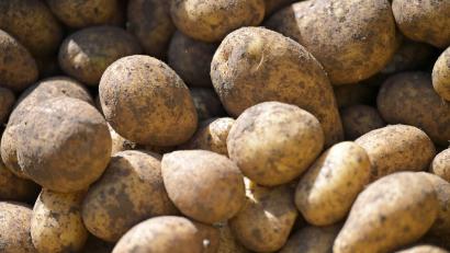 Bild: Malin Wunderlich/dpa
Nach einer sehr guten Ernte im Vorjahr lief es heuer für die Kartoffelbauern in Bayern schlechter. Aber die Erzeugerpreise sind höher. (Symbolbild)