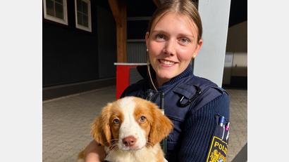 Bild: PI Neunburg vorm Wald
Eine 39-Jährige hat in Neunburg vorm Wald einen gechippten Hundewelpen in ihrem Garten gefunden. Die Polizei sucht den Besitzer.