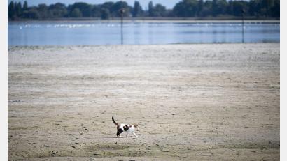 Bild: Gian Ehrenzeller/KEYSTONE/dpa
Tierisch trocken. Eine Katze läuft über den Seegrund im Schweizer Teil des Bodensees.