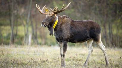 Bild: Ingolf König-Jablonski/dpa-Zentralbild/ZB
Ein aus Polen stammender Elch wurde wiederholt auch in Brandenburg gesehen. 2018 wurde dem Elch ein gelbes Sendehalsband angelegt, um seine Routen zu dokumentieren. (Archivbild/Illustration)