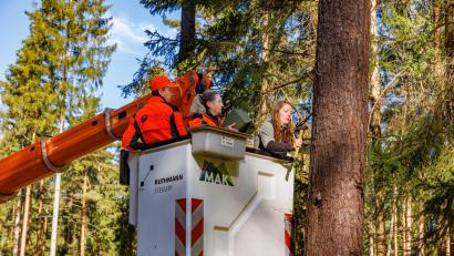Bild: Forstbetrieb Fichtelberg
Lisa Reiprich von der Unteren Naturschutzbehörde montiert ein Fledermausquartier im Stadtwald Marktredwitz.