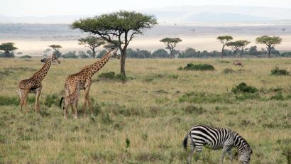 Bild: picture alliance / Gioia Forster/dpa
Flugzeuge und Zebras können sich im Nationalpark gefährlich nah kommen.