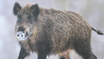 Symbolbild: Michael Götz
Das Landratsamt Neustadt an der Waldnaab hat am 6. Oktober 2026 die Hegegemeinschaftsleiter und Jagdberater des Landkreises zu einer Besprechung eingeladen, um den Austausch zwischen Verwaltung und jagdlicher Praxis zu stärken.