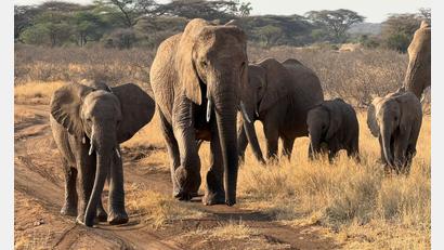 Bild: Eva Krafczyk/dpa
Gezielte Schutzmaßnahmen können einzelnen Elefantenbeständen im südlichen Afrika eine Erholung ermöglichen (Archivbild).