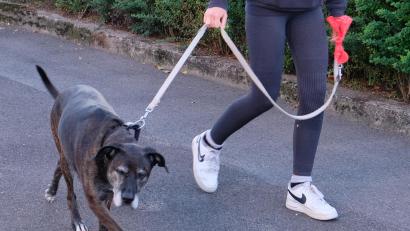 Bild: Robert Dotzauer
Mit einer neuen Verordnung will der Marktgemeinderat die Anleinpflicht für Hunde im öffentlichen Raum und auf allen öffentlichen Wegen und Plätzen innerhalb geschlossener Ortschaften regeln.