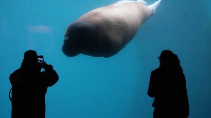 Bild: Marcus Brandt/dpa
Walross schwimmt im Tierpark Hagenbeck an Besuchern vorbei
