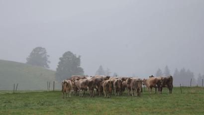 Bild: Karl-Josef Hildenbrand/dpa
Grau in Grau statt Sonne: Der Herbst meldet sich in Bayern eindringlich. (Archivbild)