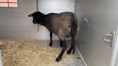Bild: Polizei Berlin/dpa
Vier Schafe überlebten den Transport und wurden in ein Tierheim gebracht. (Symbolbild)