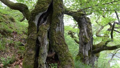 Bild: Uwe Zucchi/dpa
Der Nationalpark Kellerwald-Edersee wird als Positivbeispiel genannt.