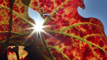 Bild: Karl-Josef Hildenbrand/dpa
Großteils freundliche Herbsttage stehen in Bayern bevor.