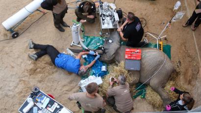 Bild: Tierpark Berlin/dpa
Ein gebrochener Stoßzahn, bei dem das Zahnmark freiliegt, ist immer ein medizinischer Notfall, sagte Yves Debosschere, der die Behandlung durchführte (Handout).