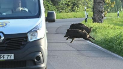 Bild: Patrick Pleul/dpa-Zentralbild/dpa
Nicht nur für die Tiere, auch für Autofahrer können Zusammenstöße gefährlich werden. (Symbolbild)