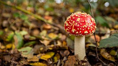 Bild: Christoph Reichwein/dpa
Nicht jeder giftige Pilz ist so einfach zu erkennen wie der Fliegenpilz.