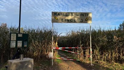 Bild: Heike Unger
Momentan ist das Auerbacher Maislabyrinth geschlossen, es muss erst noch hergerichtet werden für Halloween.