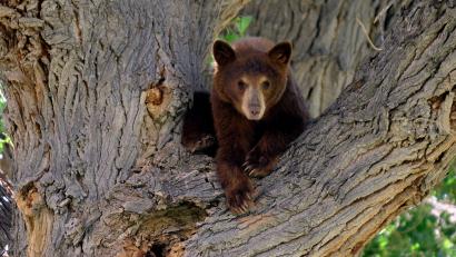 Bild: picture alliance / dpa
Es war nicht dieser Bär, der wegen eines Hundes auf einen Baum kletterte. Die Geschichte aus den USA begeistert das Internet. (Symbolbild)