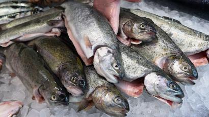 Bild: Holger Hollemann/dpa/dpa-tmn
Die EU-Kommission will den Fischfang reformieren (Archivbild)