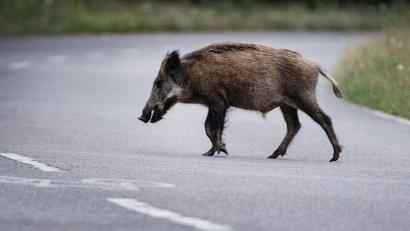 Bild: Paul Zinken/dpa
Eine Wildschweinrotte läuft am Abend über die Straße. Ein Autofahrer fährt in die Gruppe. Das hat schwerwiegende Folgen. (Symbolbild)