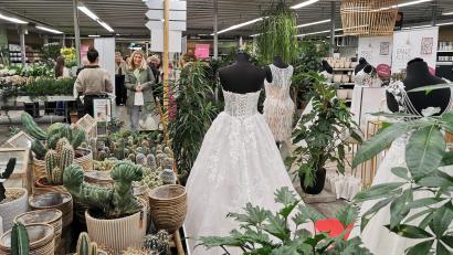 Bild: Gertraud Portner
Brautkleider zwischen stacheligen Kakteen. Show, Shopping und Party waren das Motto beim Eröffnungsabend der "Goldenen Tage" in der Gärtnerei Baumer in Oberviechtach.