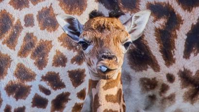 Bild: Jens Büttner/dpa
Das kleine Giraffenmädchen ist erst ein paar Tage alt.