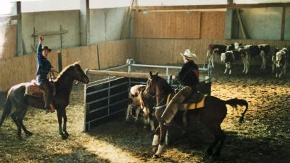 Archivbild: Liesi Gevatter
Beim rasanten WHF-Team-Penning mussten aus einer Herde von zwölf Rindern ausgewählte Tiere herausgetrennt und in einen Pferch getrieben werden.