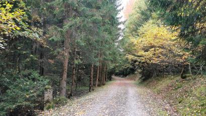 Bild: Gertraud Portner
Der Angriff auf die junge Frau passierte in Nähe von Kilometer 35,2 auf dem Bayerisch-Böhmischen Freundschaftsweg im Waldstück zwischen Lind und Herzoghof/Schneeberg.