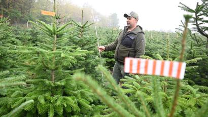 Bild: Bernd Weißbrod/dpa
Der Vorsitzende des Christbaumverbandes Baden-Württemberg, Sebastian Fertig, steht in einer Anpflanzung von Weihnachtsbäumen in Mudau im Norden Baden-Württembergs.