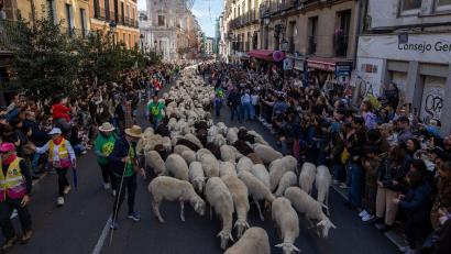 Bild: David Canales/SOPA Images via ZUMA Press Wire/dpa
Platz da, jetzt kommen wir -  Hunderte von Schafen und Ziegen bahnen sich beim Transhumance-Festivals ihren Weg durch die Madrider Innenstadt.