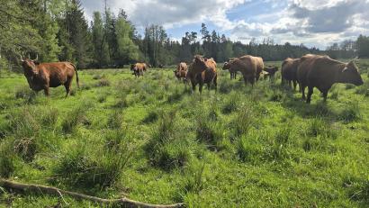 Bild: Hans-H. Huss
Die Heinz Sielmann Stiftung zeichnet die „Wilden Weiden Waldnaabaue“ im Landkreis Tirschenreuth mit dem Deutschen Biodiversitätspreis 2026 aus.