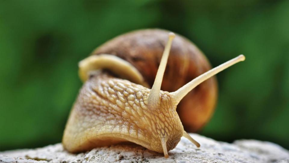 Tiere Bild: Pixabay GmbH