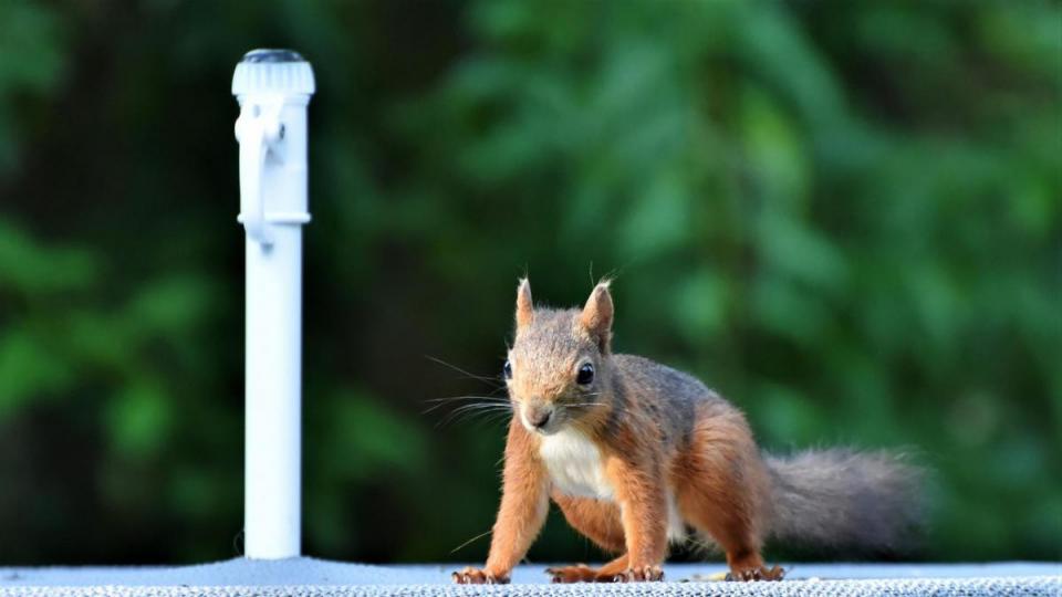 Tiere Bild: Pixabay GmbH