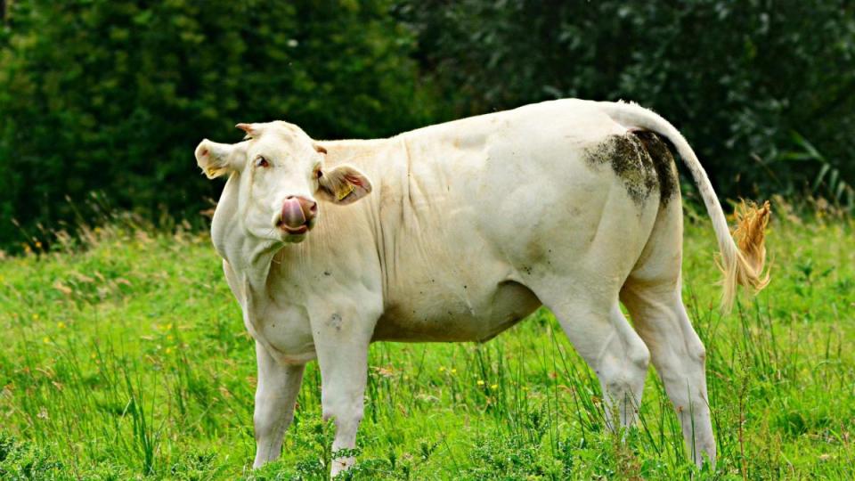 Tiere Bild: Pixabay GmbH