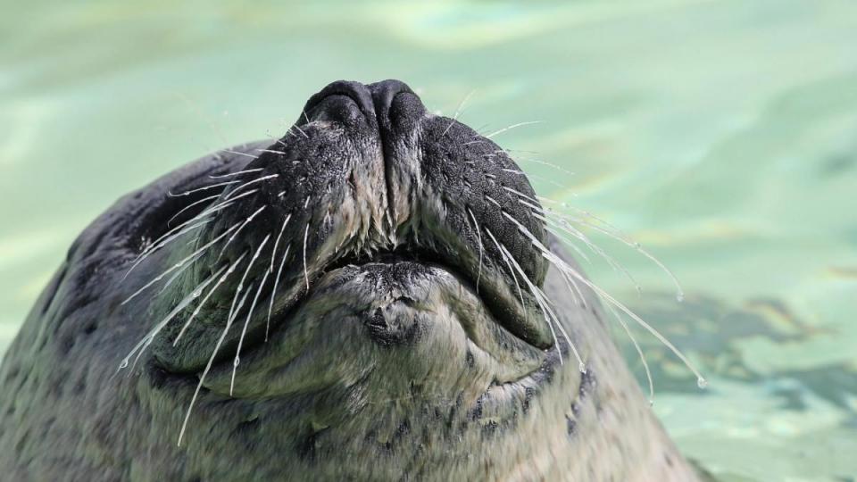 Tiere Bild: Pixabay GmbH