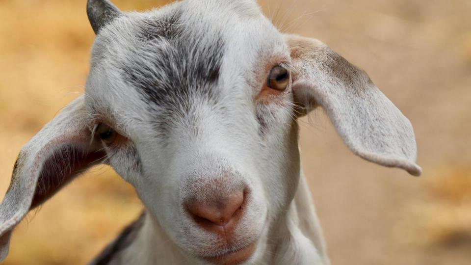 Tiere Bild: Pixabay GmbH