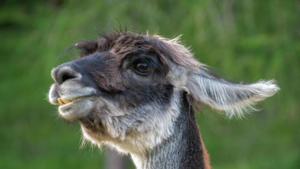 Tiere Bild: Pixabay GmbH