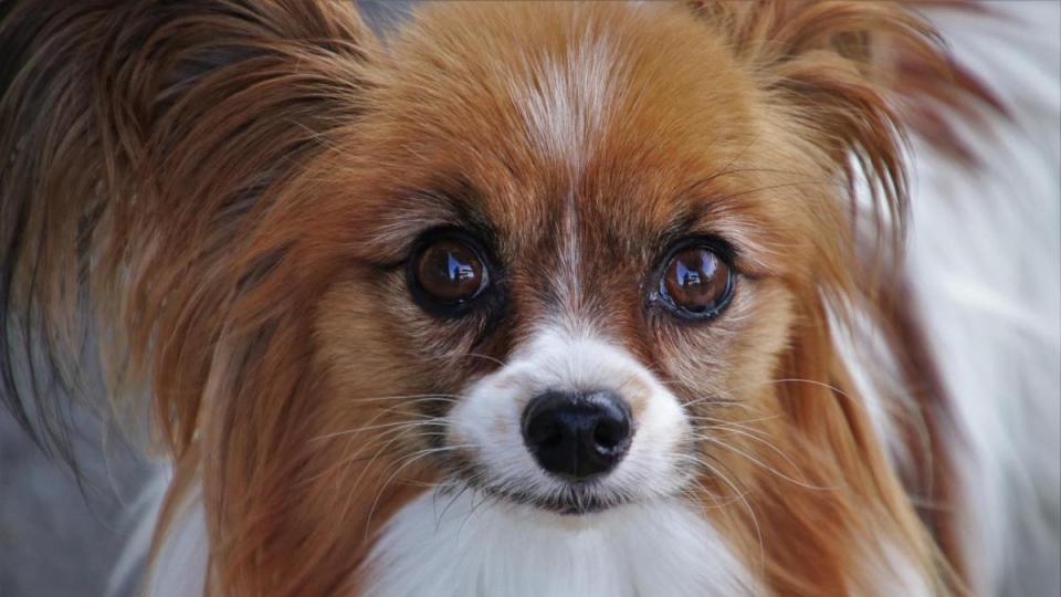 Tiere Bild: Pixabay GmbH
