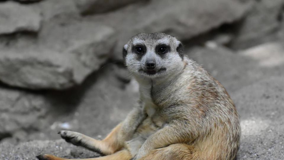 Tiere Bild: Pixabay GmbH