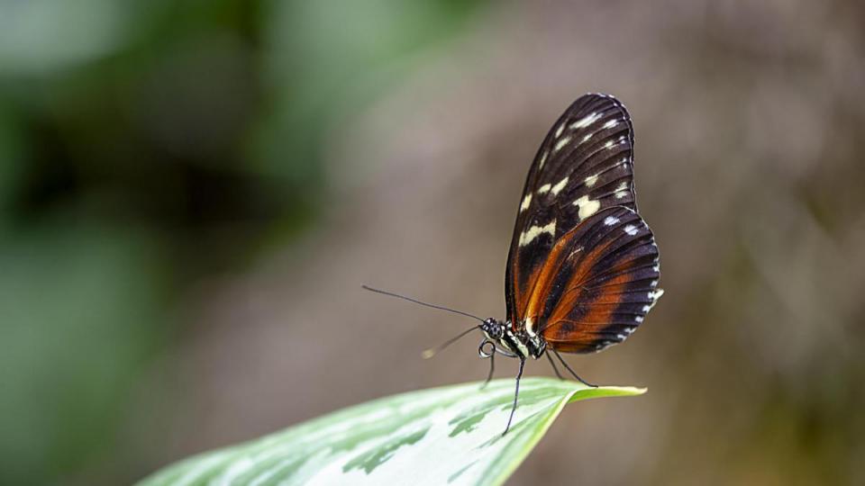 Tiere Bild: Pixabay GmbH