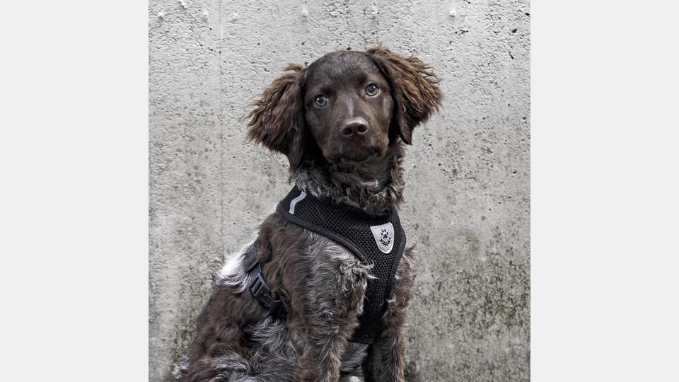 Der Mitarbeiter des Jahres – Bürohund Tylor. Bild: © bildraumwest