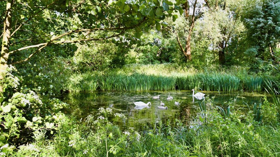 Ganz in der Nähe: Landschaftliche Perlen wie das ehemalige Landesgartenschaugelände. Bild: Fuchs &amp; Söhne
