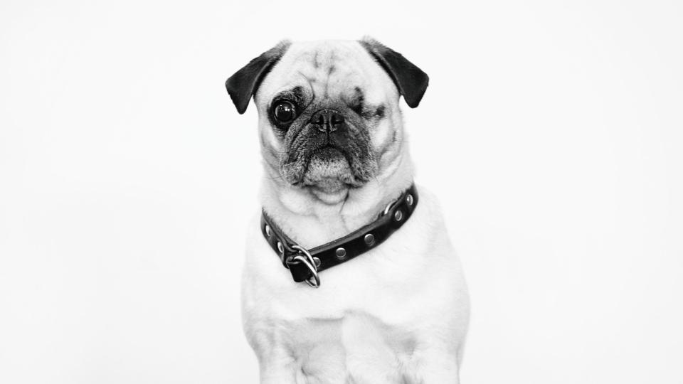 Der geliebte Vierbeiner kann im Scheidungsfall schnell zum Subjekt der Begierde werden. Im Bild zu sehen ist übrigens Gustav, der Mops der Kanzlei Dr. Rittmann. Bild: Bildraumwest