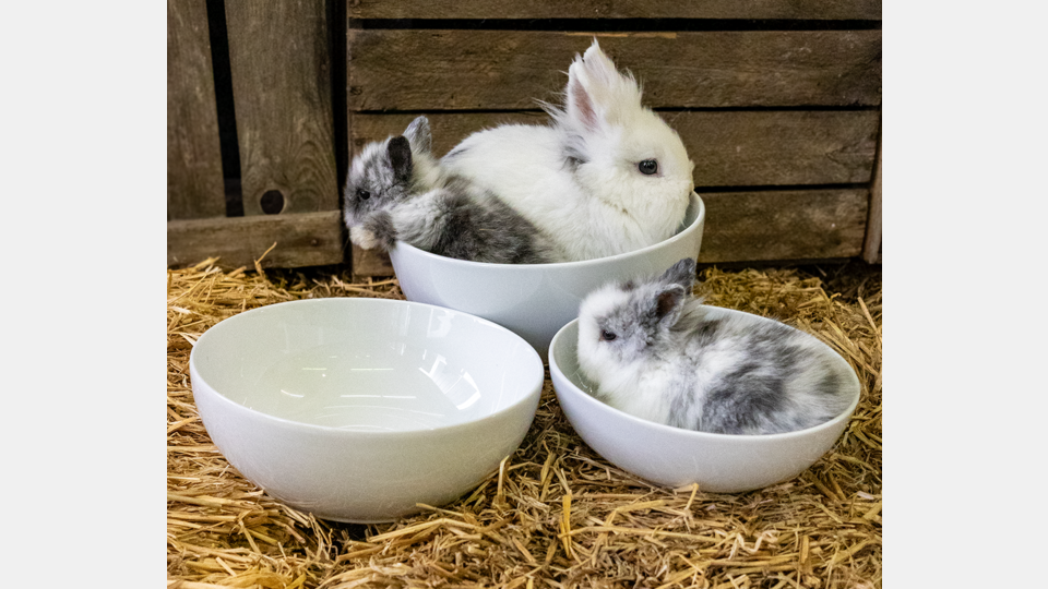 Die BHS tabletop AG startet mit einer tollen Osteraktion in den Frühling. Bild: BHS tabletop AG
