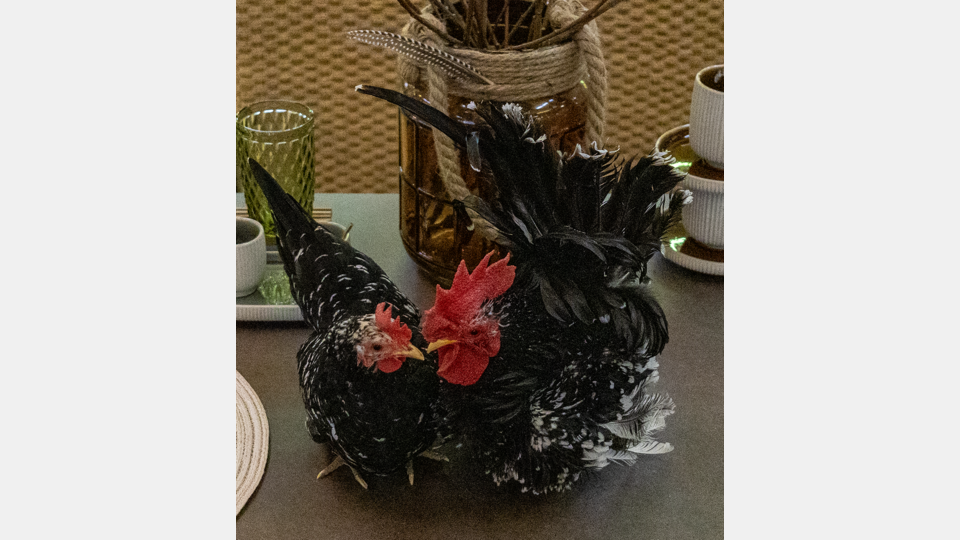 Die BHS tabletop AG startet mit einer tollen Osteraktion in den Frühling. Bild: BHS tabletop AG