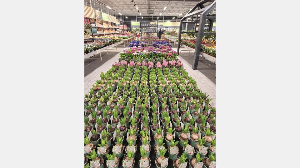 Auf rund 4800 Quadratmetern Verkaufsfläche werden den Kunden im neuen Gartenmarkt der Gärtnerei Steinhilber eine große Auswahl an Pflanzen und Gartenzubehör angeboten. Bild: prh